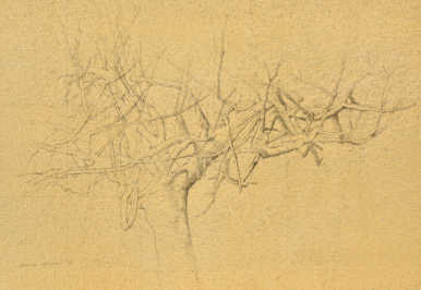 Wim Blom-A dry fig tree No. 2  2010  Graphite on paper prepared with gouache  20.3 x 28 cm
